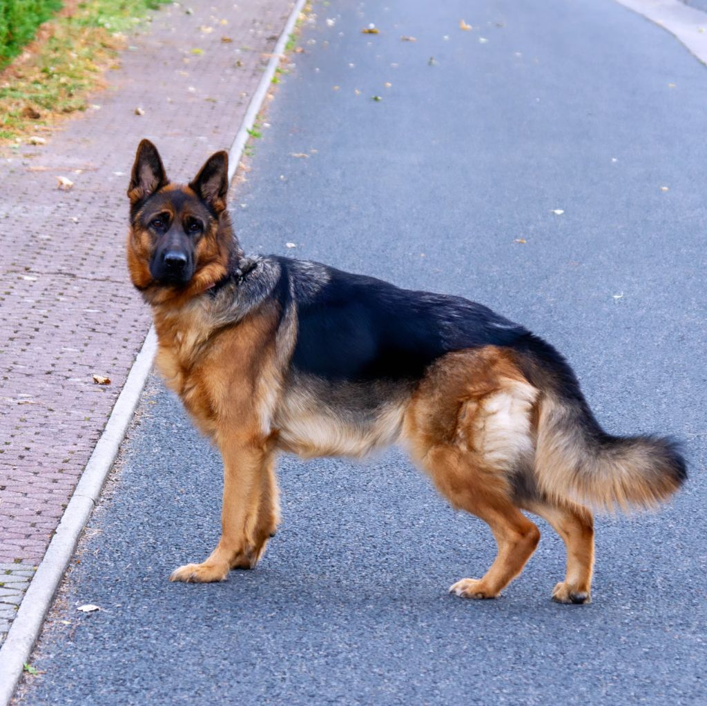 Urielle du Sol Invictus