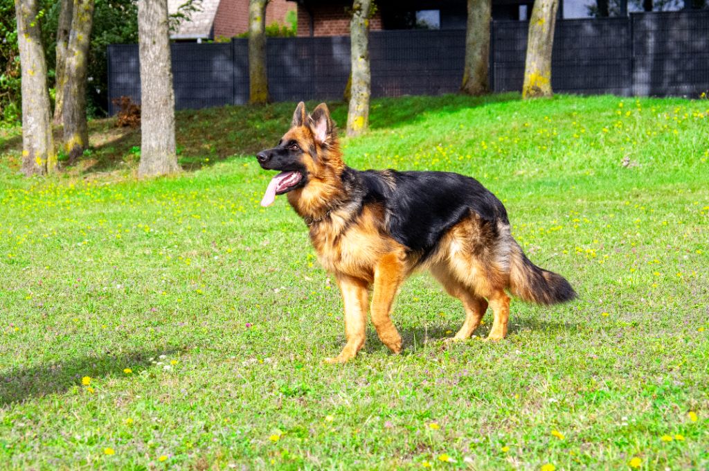 Antalia De La Légende D'Amarok