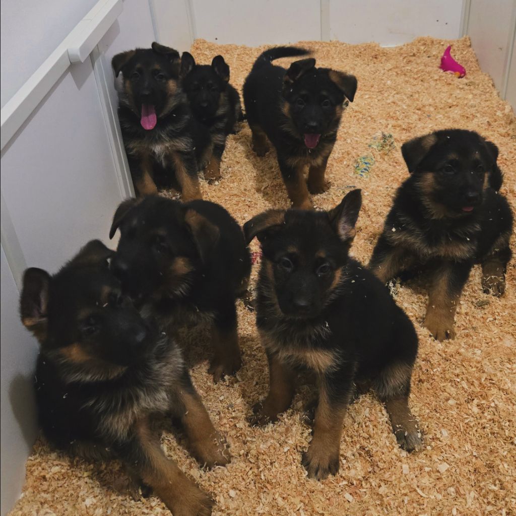Des Ba De Somme - Berger Allemand - Portée née le 02/10/2025